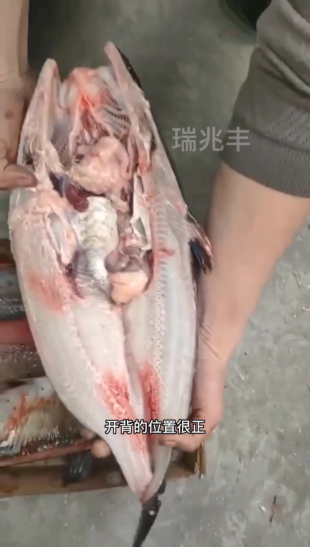 自动开背杀鱼机器