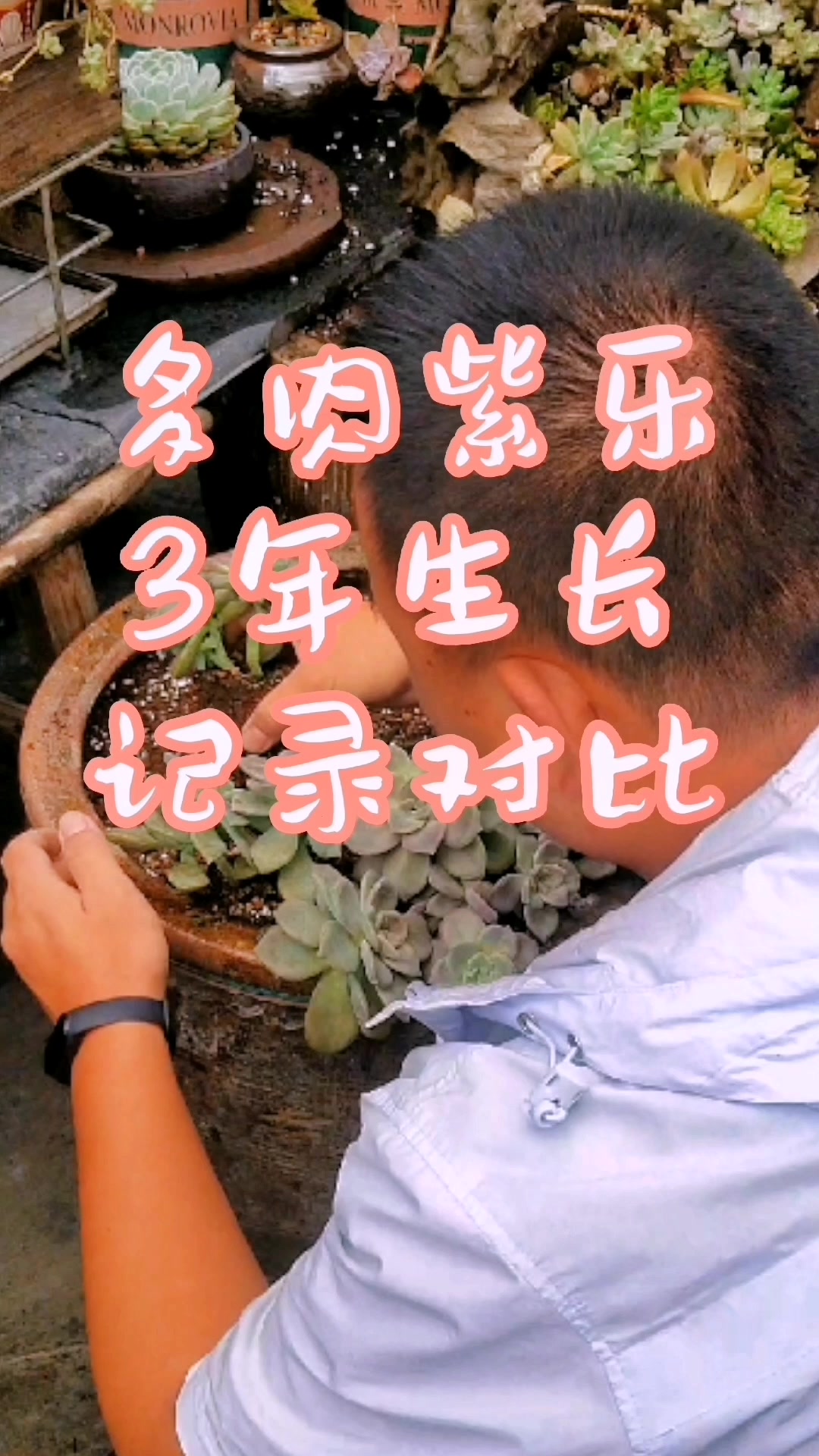 时间才是真正的魔法师,多肉植物紫乐3年生长记录对比