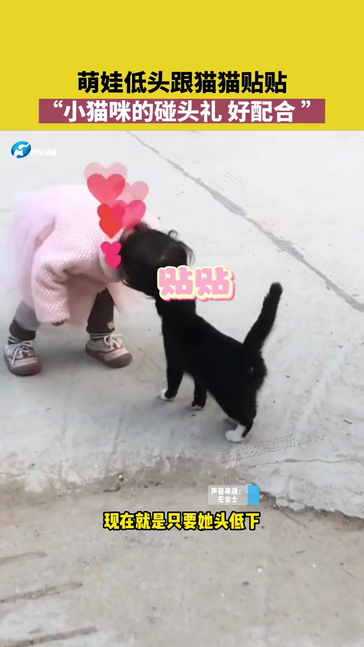 11月10日,河南漯河,萌娃低头跟猫猫贴贴,“小猫咪的碰头礼,好配合” 萌宠 萌娃