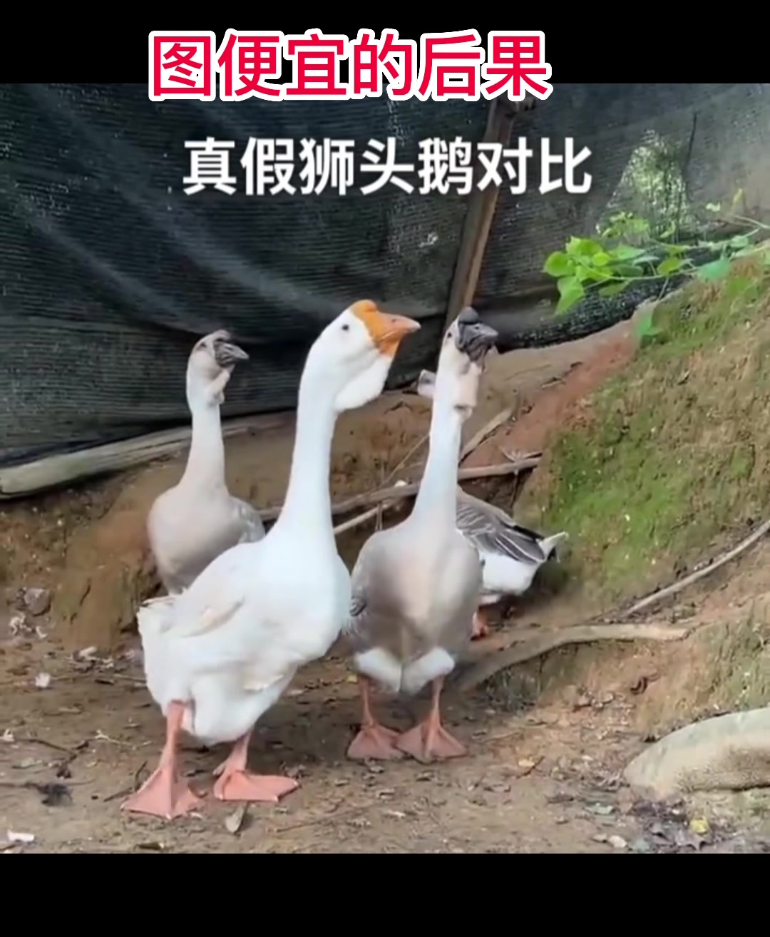 你能正确的区分真假狮头鹅嘛