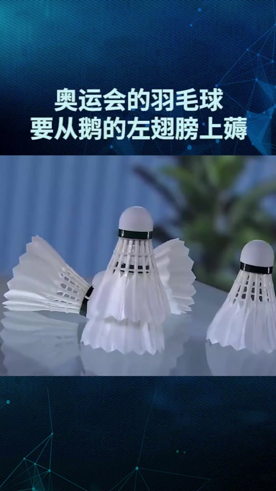 奥运会的羽毛球,要从鹅的左翅膀上薅