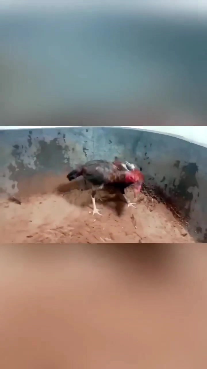 七斤,越南西贡母鸡毛