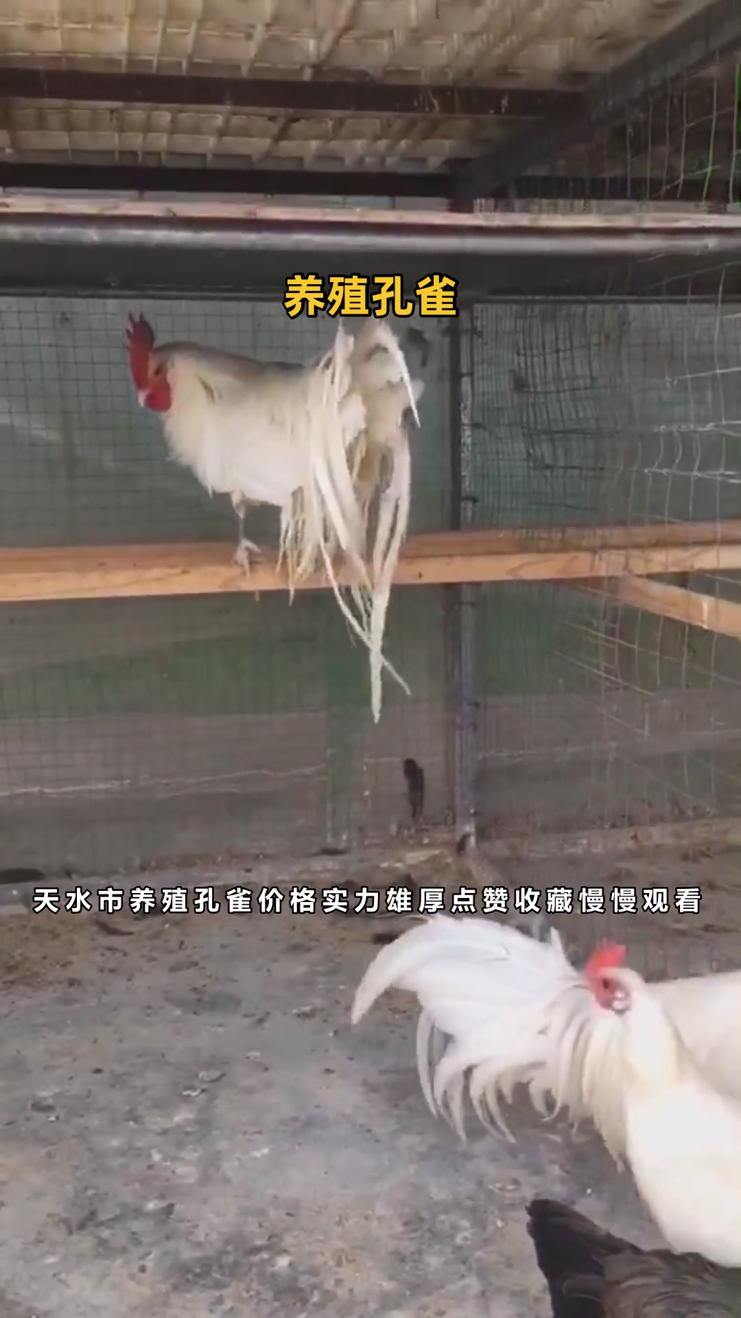 天水市养殖孔雀价格