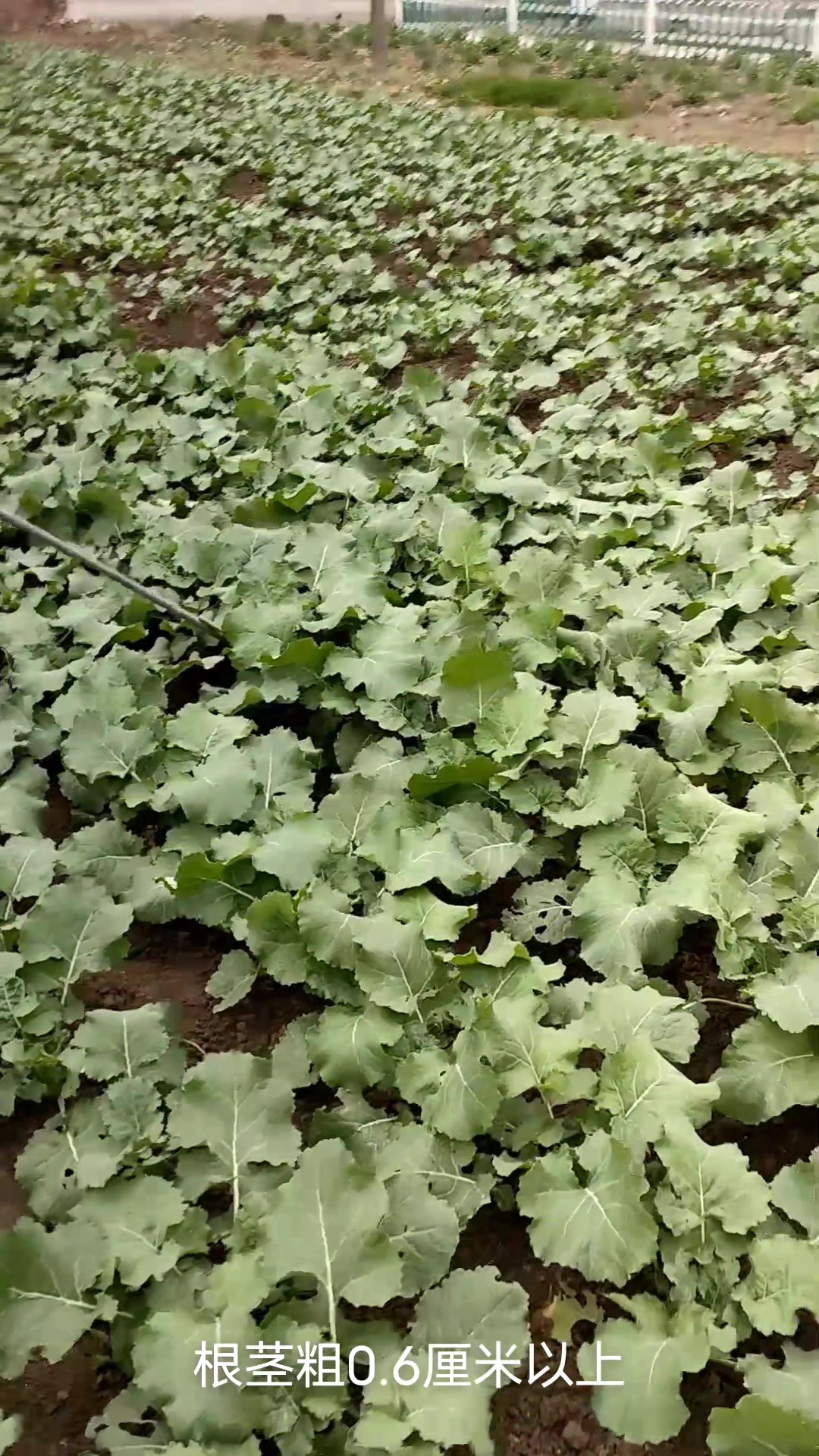 油菜田种植与除草剂使用