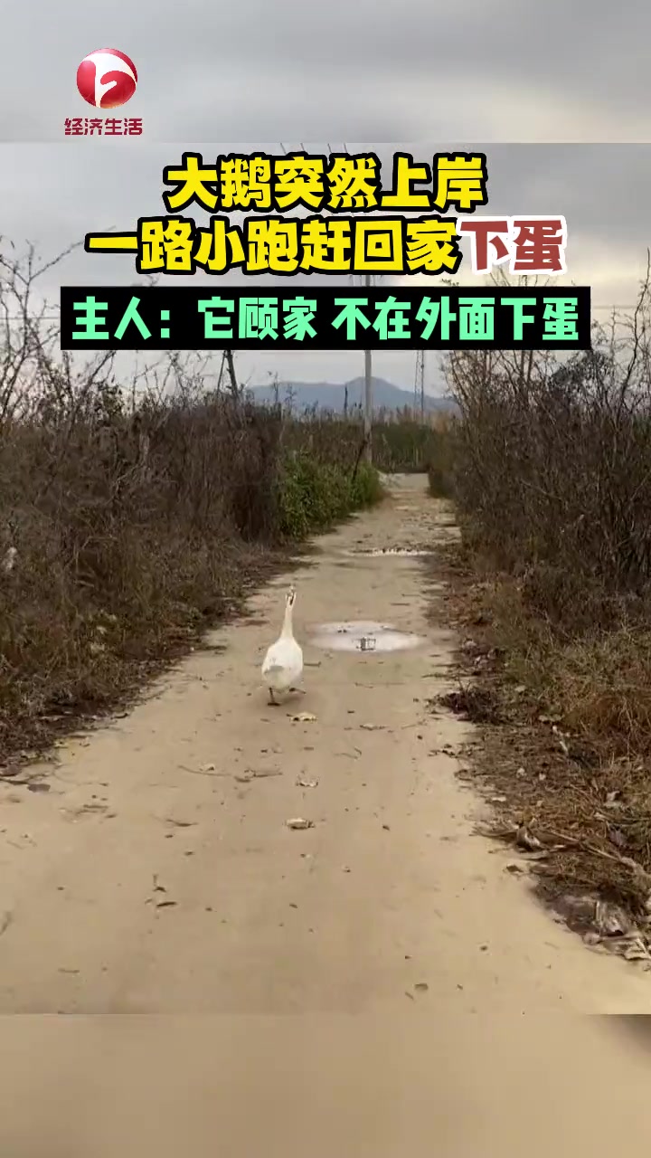 11月12日,山东临沂。河里玩耍的大鹅突然上岸,急匆匆跑回家,竟是为了下蛋 动物成精系列 