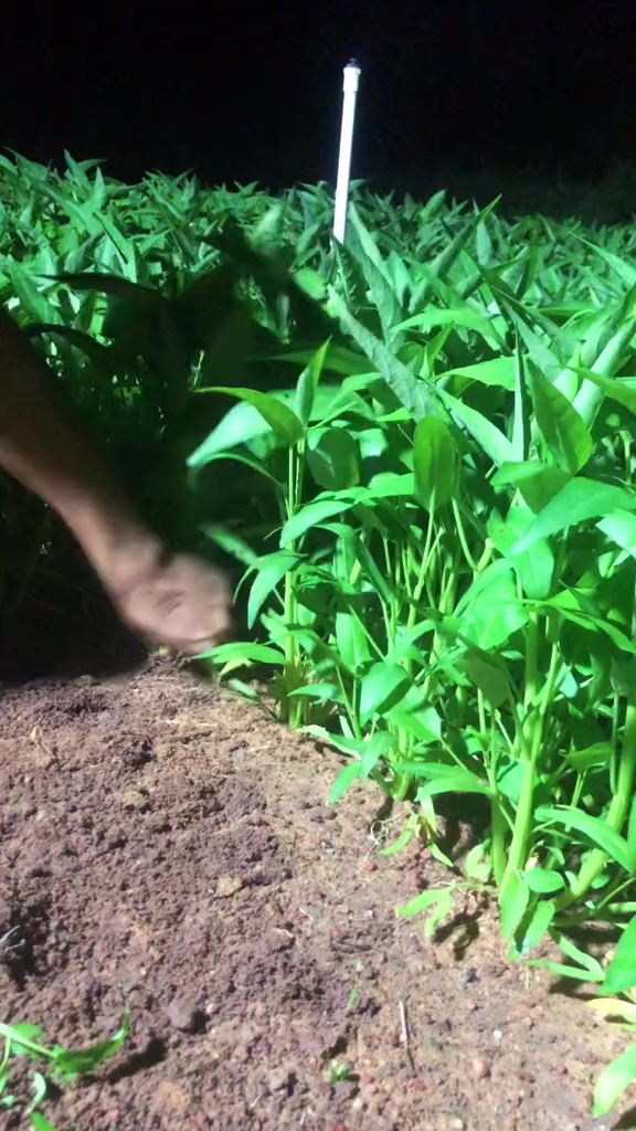 空心菜适合温度在二十度以上种植