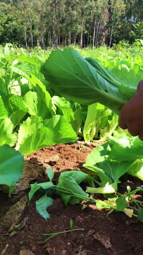 想吃芥菜就吃电白水东芥菜