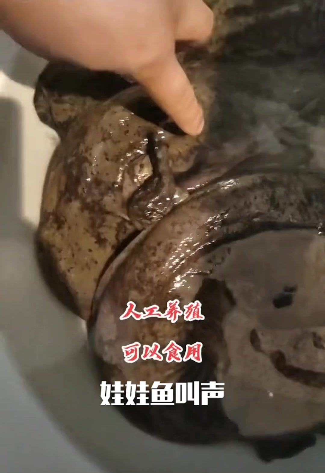 娃娃鱼的叫声如婴儿啼哭