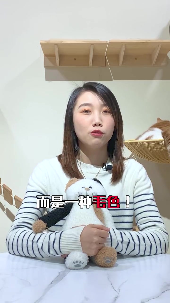 小小起司猫究竟是什么猫品种?我来告诉你!起司猫 涨知识 萌宠出道练习生 养宠进阶指南 科普