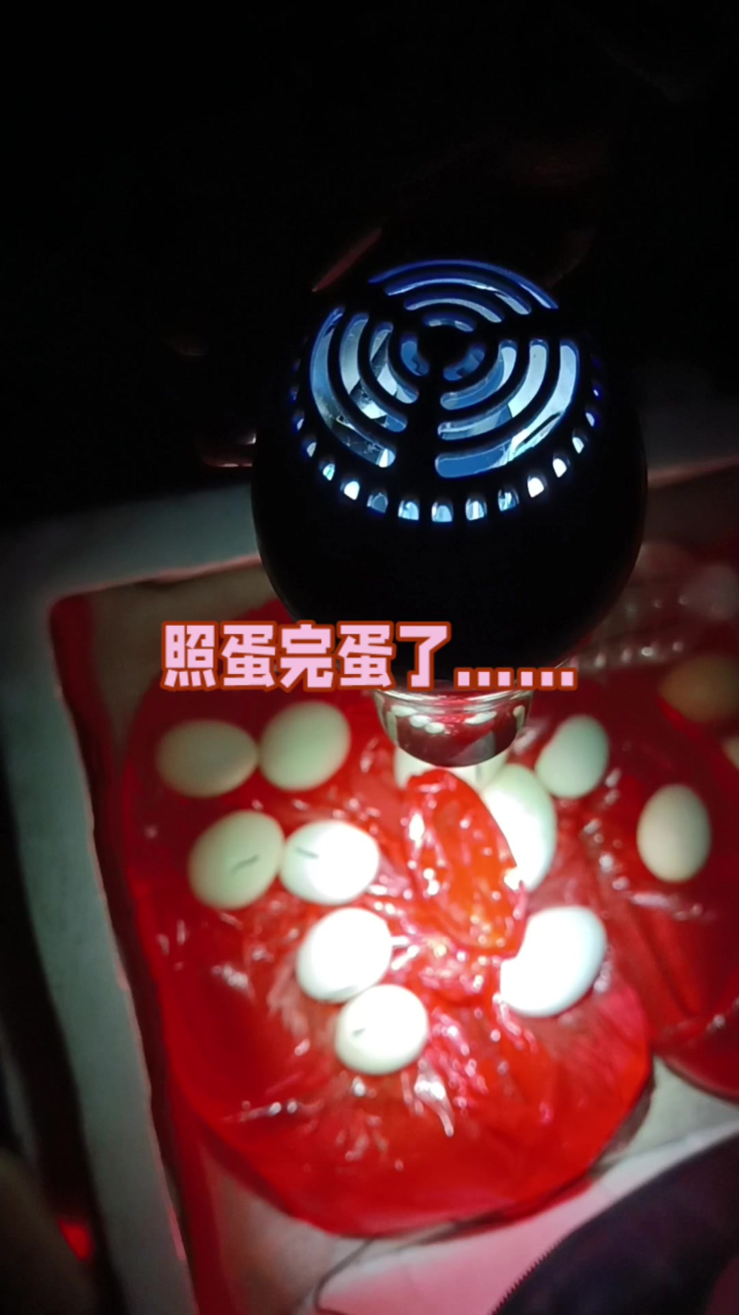 孵化照蛋看看孵化情况,结果完蛋了