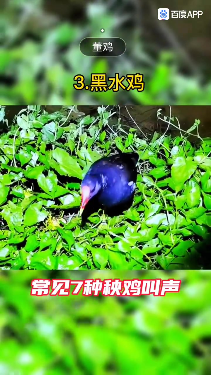大自然美景鸟语花香