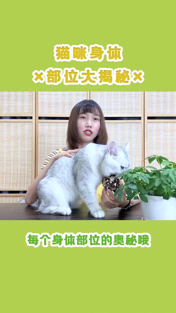 成功撸猫的第一步:解锁猫咪身体各个部位!萌宠出道计划 养宠进阶指南