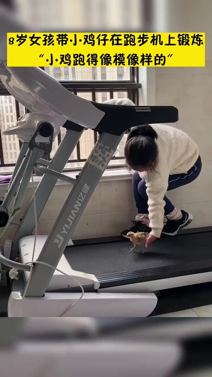 真跑步鸡!8岁小女孩带小鸡仔在跑步机上“锻炼”,网友:秒变走地鸡 萌娃 萌宠