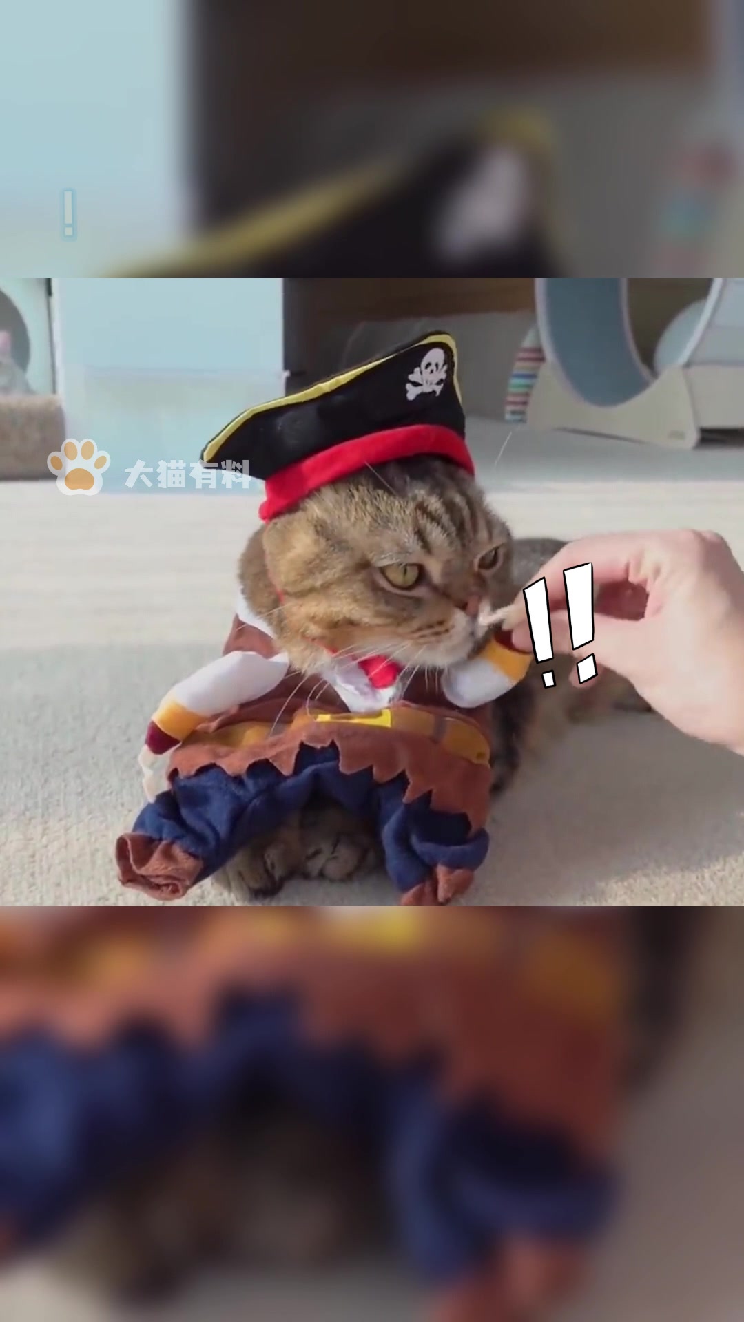 你见过加勒比海盗猫吗?我家就有一头!