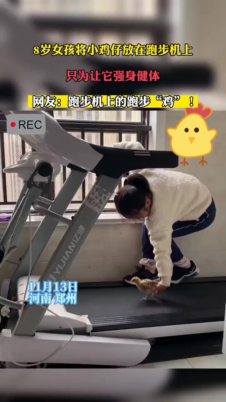11月13日,河南郑州。8岁女孩将小鸡仔放在跑步机上,只为让它“强身健体”。网友:跑步机上