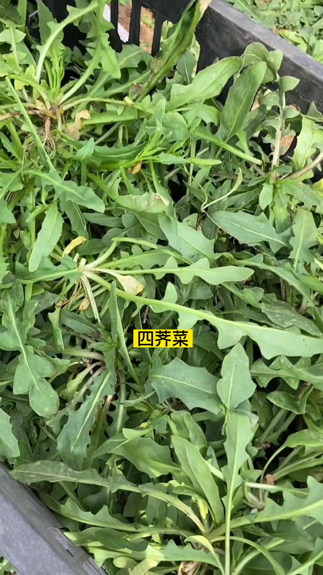 适合冬天种植的蔬菜有哪些?欢迎评论区留言