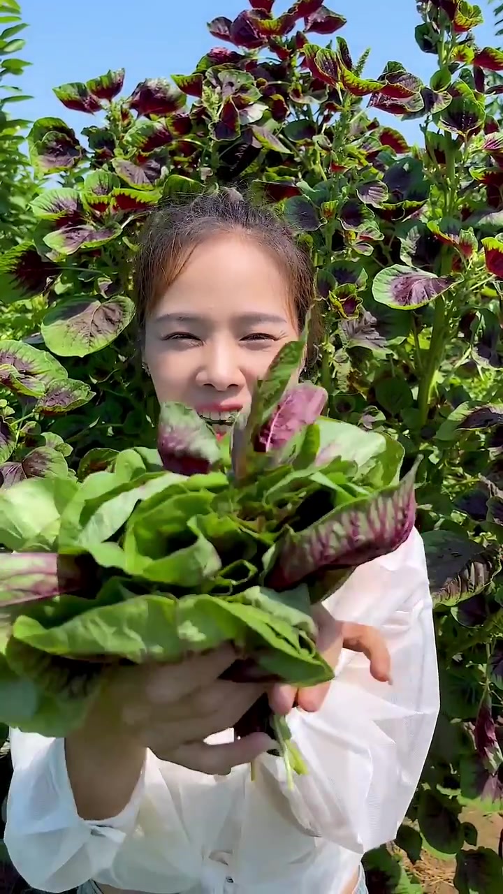六七月苋菜金不换,又叫女人菜,凉拌,热炒,煲汤营养美味