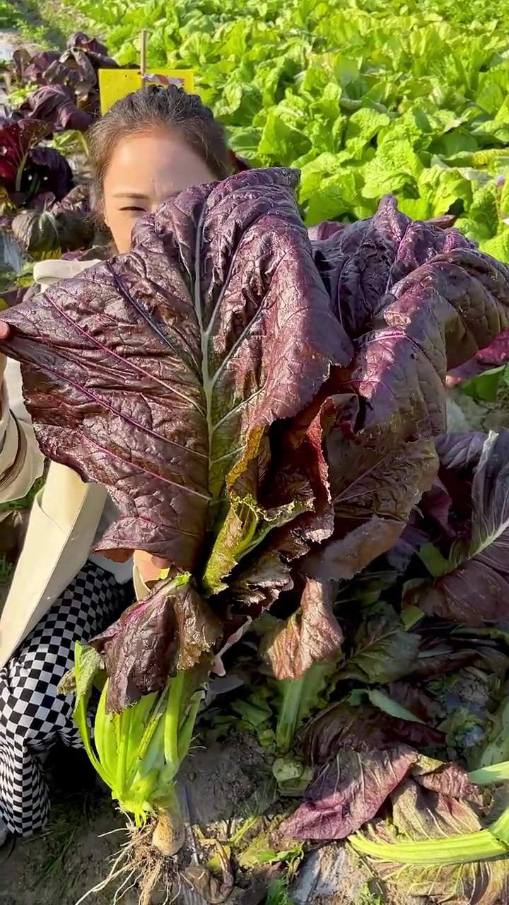 一个叶片炒一锅,紫色大芥菜,营养丰富,好吃,脆嫩