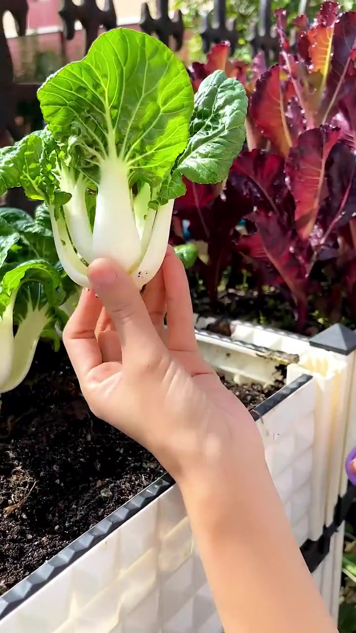 比白菜好吃还好种的奶油白菜,脆嫩多汁无筋无丝