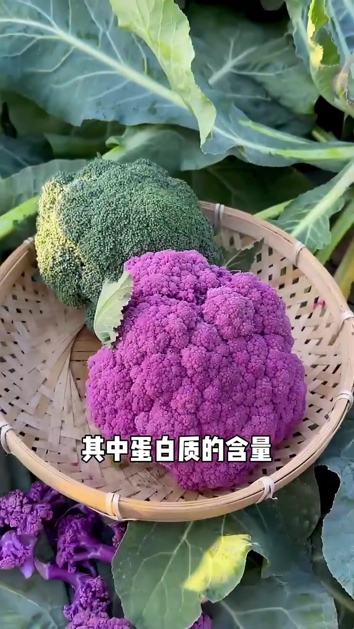 好看好吃又营养的菜花,各种颜色,味道各不同