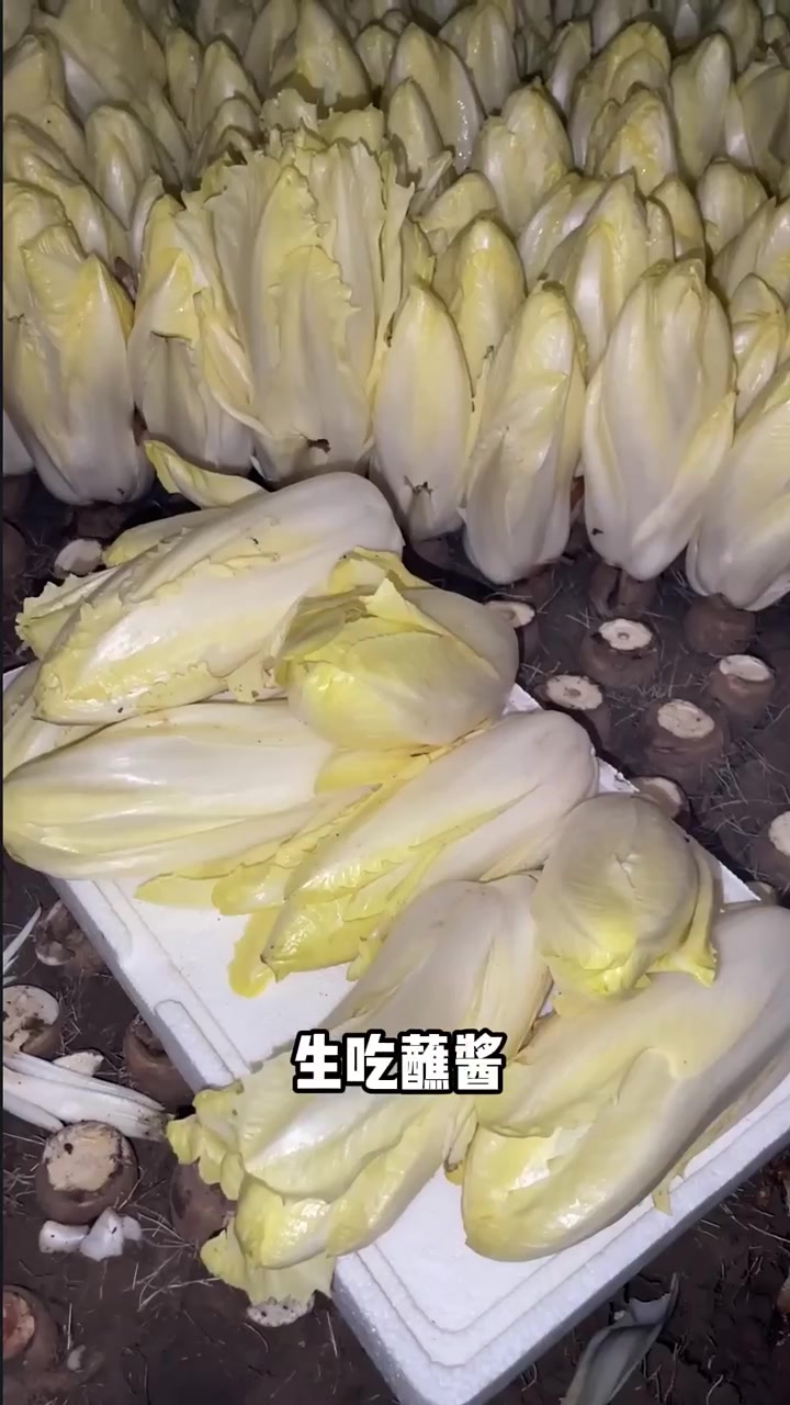 只要浇浇水就能吃的金玉兰菜,脆嫩好吃营养丰富