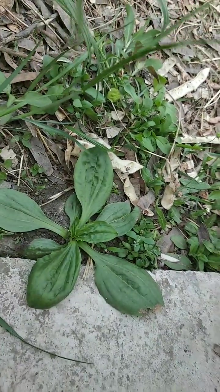 车前草(车轱辘菜)具有利尿、清热、明目、祛痰的作用