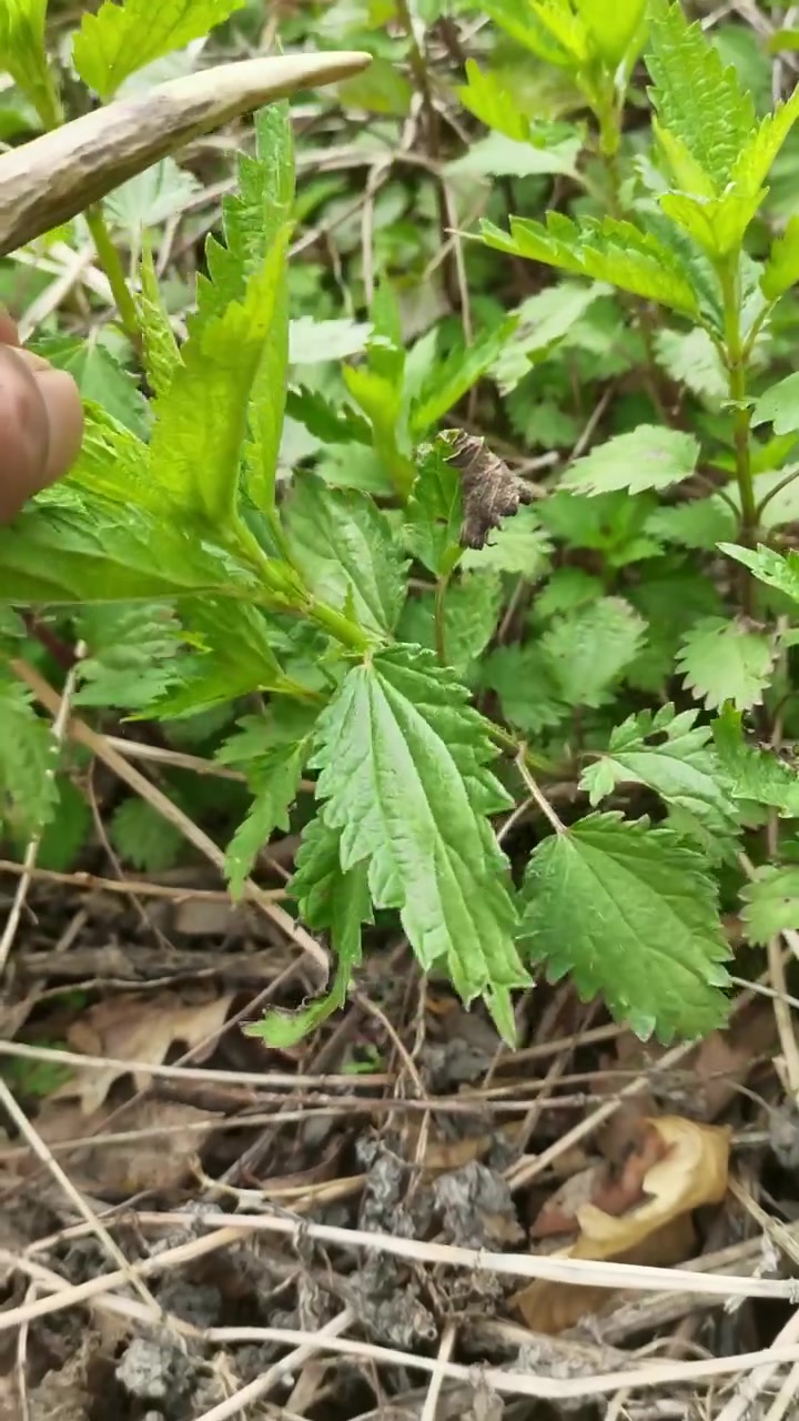 狭叶荨麻,俗称:蛰麻子