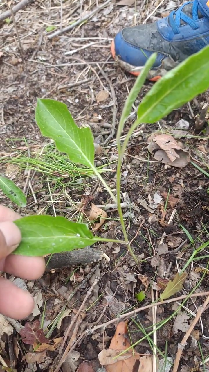 苍术又名关苍术、山刺菜。嫩茎叶东北民间称之为枪头菜