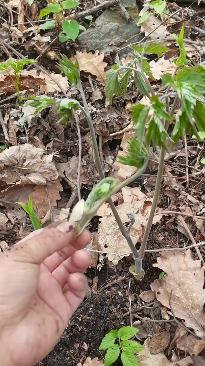 苦龙芽,学名升麻。嫩茎叶也是一种非常好的山野菜