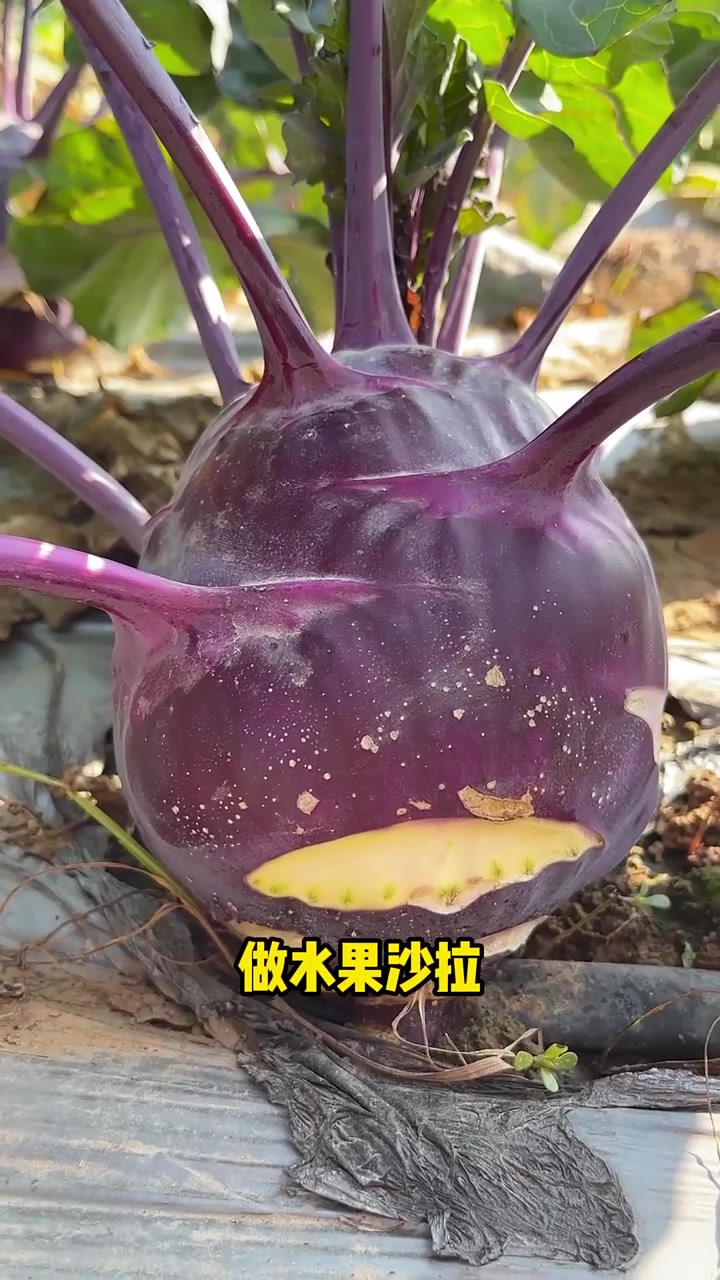 营养美味紫苤蓝,也叫球茎甘蓝,好吃又好看,阳台小院都可以种