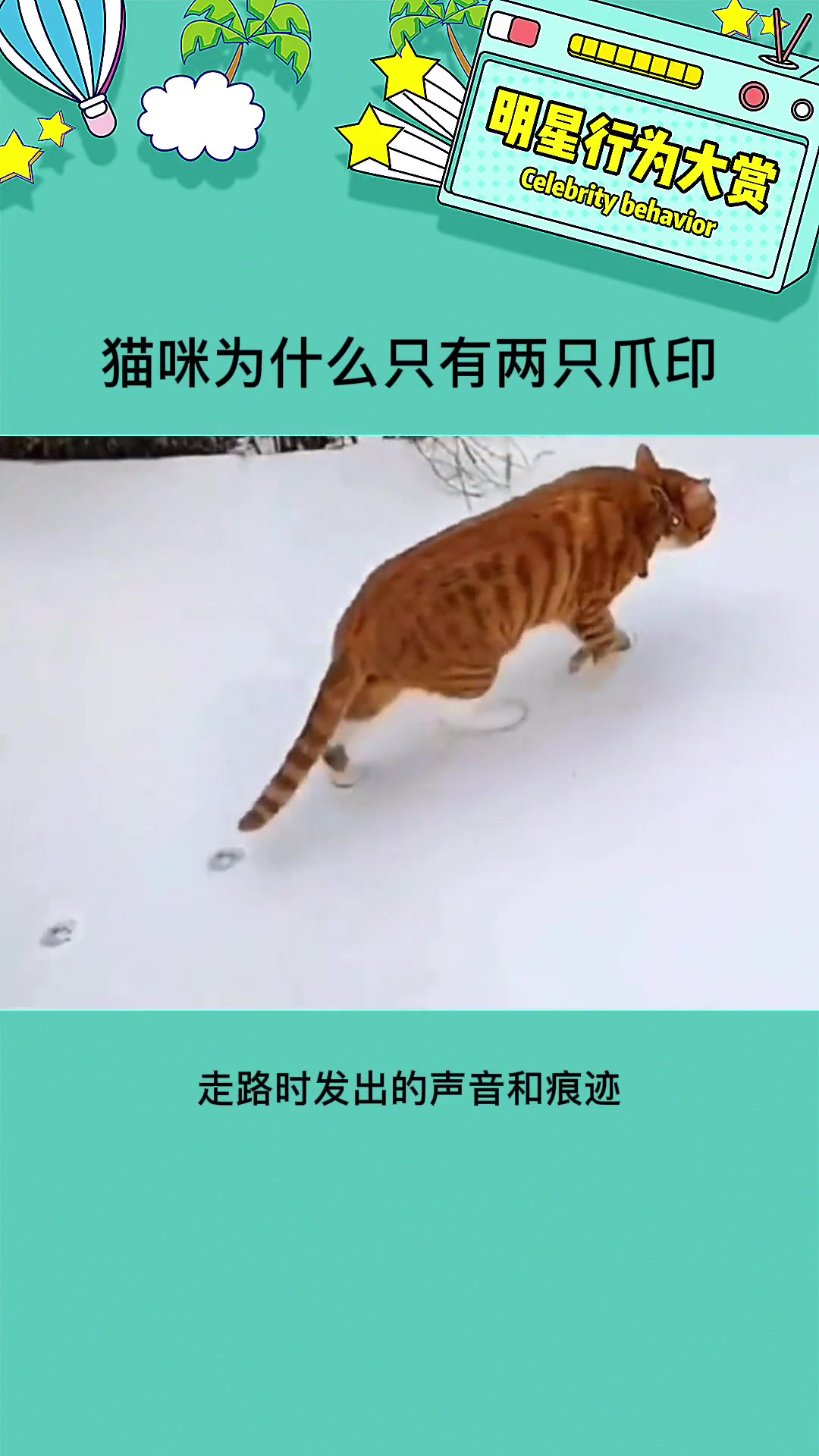 猫怎么走路