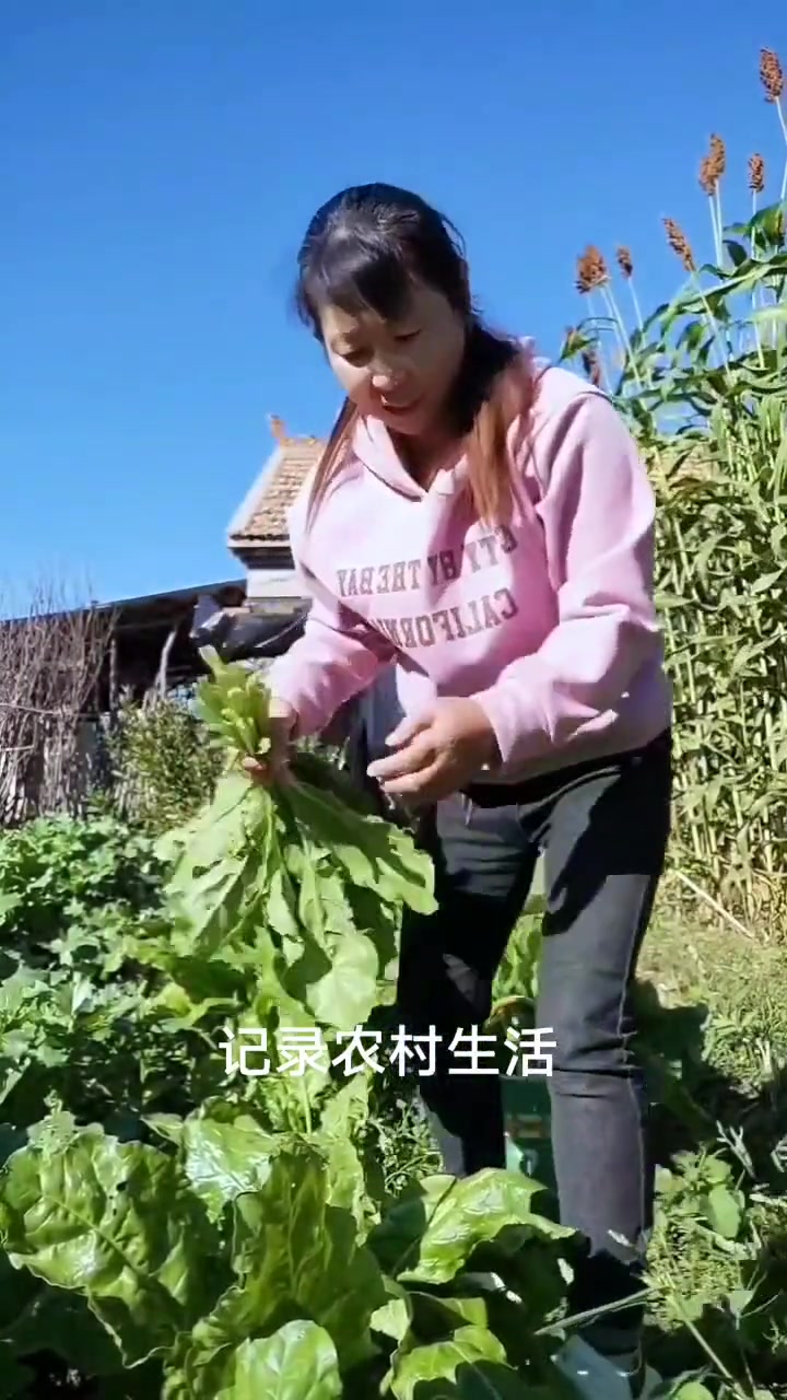 今天晒点根头菜