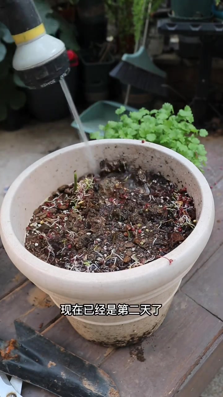 这样播种香菜,第二天就能发芽