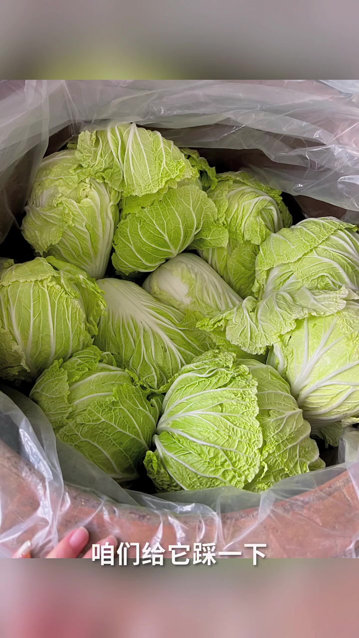 正宗东北大缸腌制酸菜
