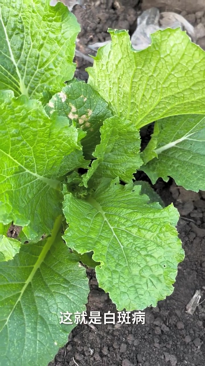 大白菜白斑病