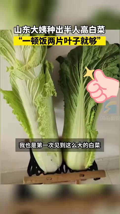 冲上热搜,山东大姨种出半人高白菜~网友:把我栽地里能不能再长点?
