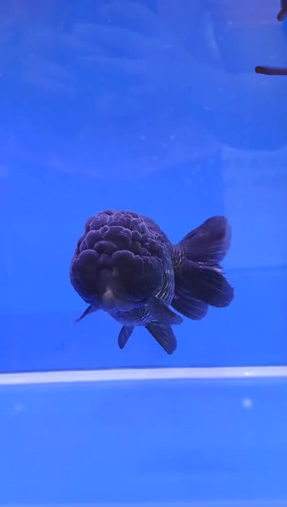 虎头金鱼