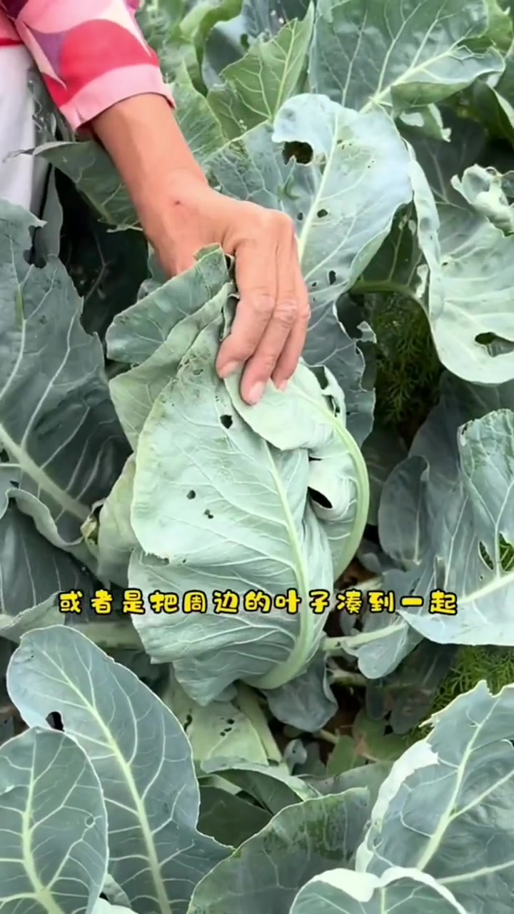 要想花菜长得好,这一步你不能少