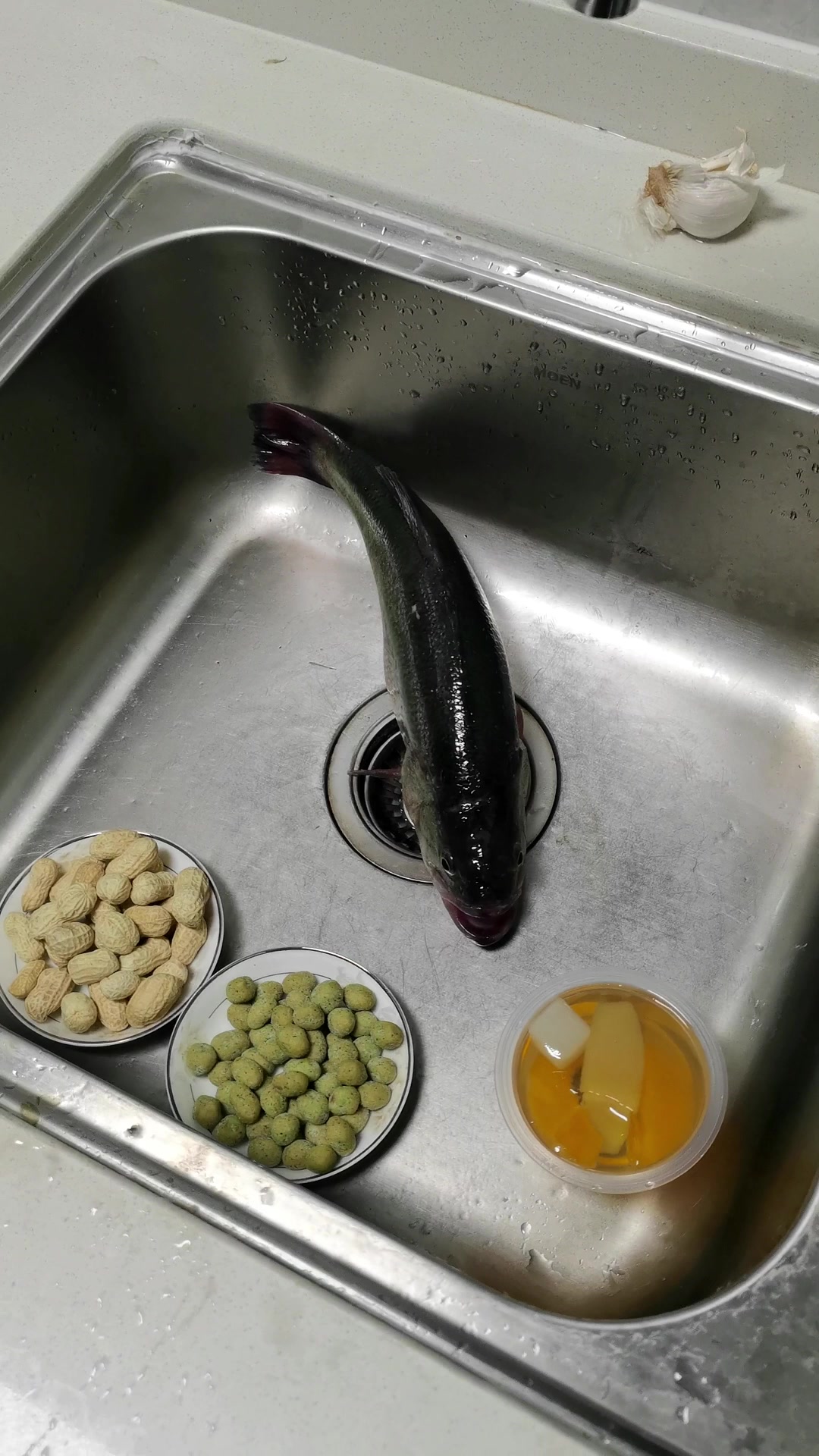 搞笑日常,鱼先生的遭遇