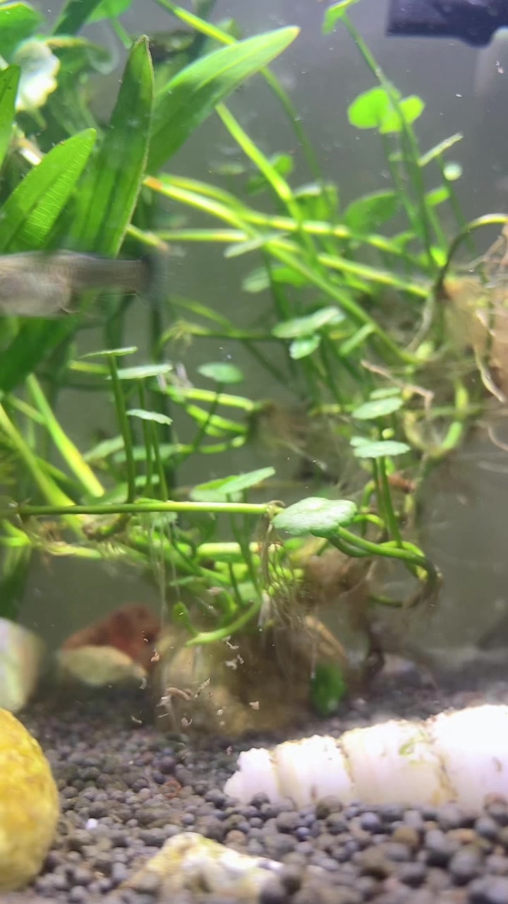 2个月的孔雀鱼苗这是要生宝宝了吗肚子怎么这么大