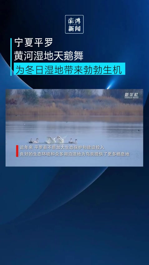 宁夏平罗黄河湿地公园迎来过冬天鹅,带来勃勃生机
