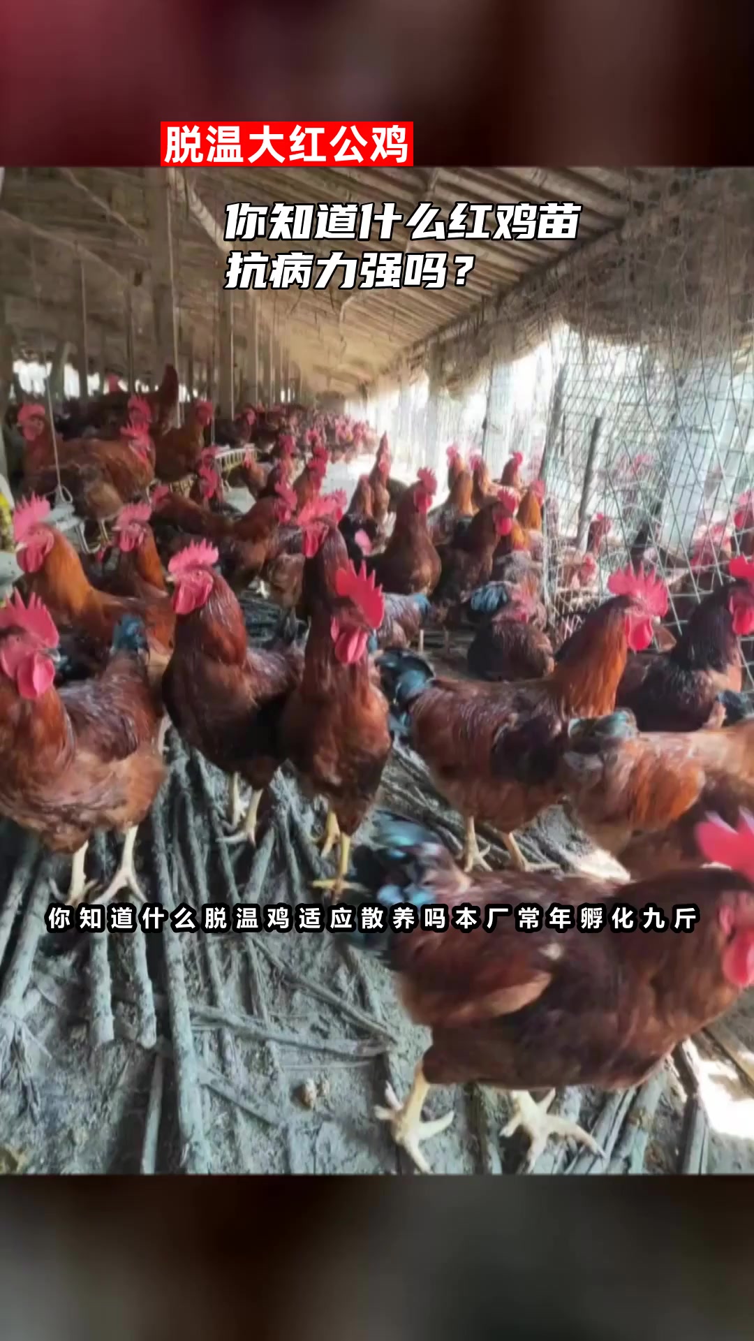 你知道什么红鸡苗抗病力强吗?