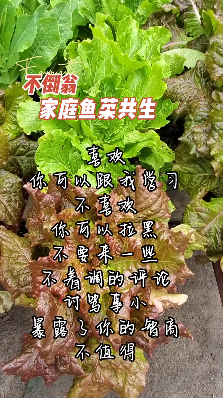 鱼菜共生系统