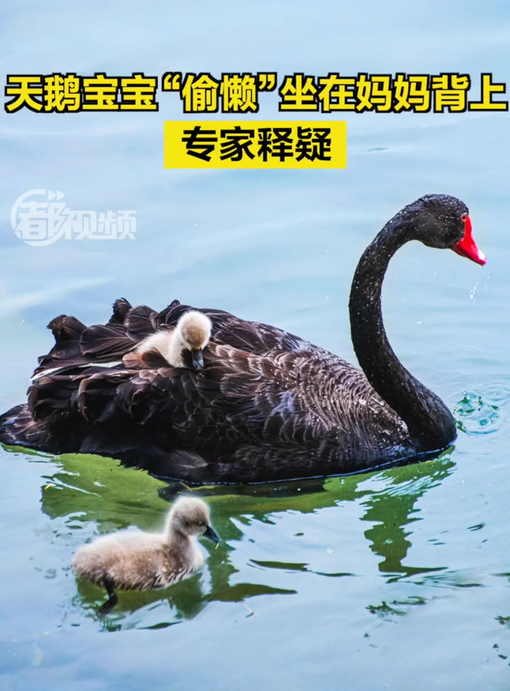 「萌化了!天鹅宝宝“偷懒”坐在妈妈背上,专家释疑」天鹅宝宝悠闲地“坐”在天鹅妈妈背上,四处