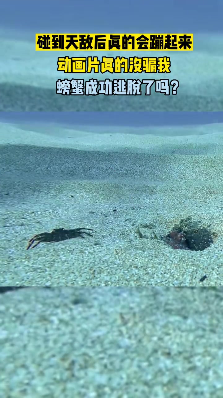 碰到天敌后真的会蹦起来,动画片里演的没有骗人 螃蟹 章鱼