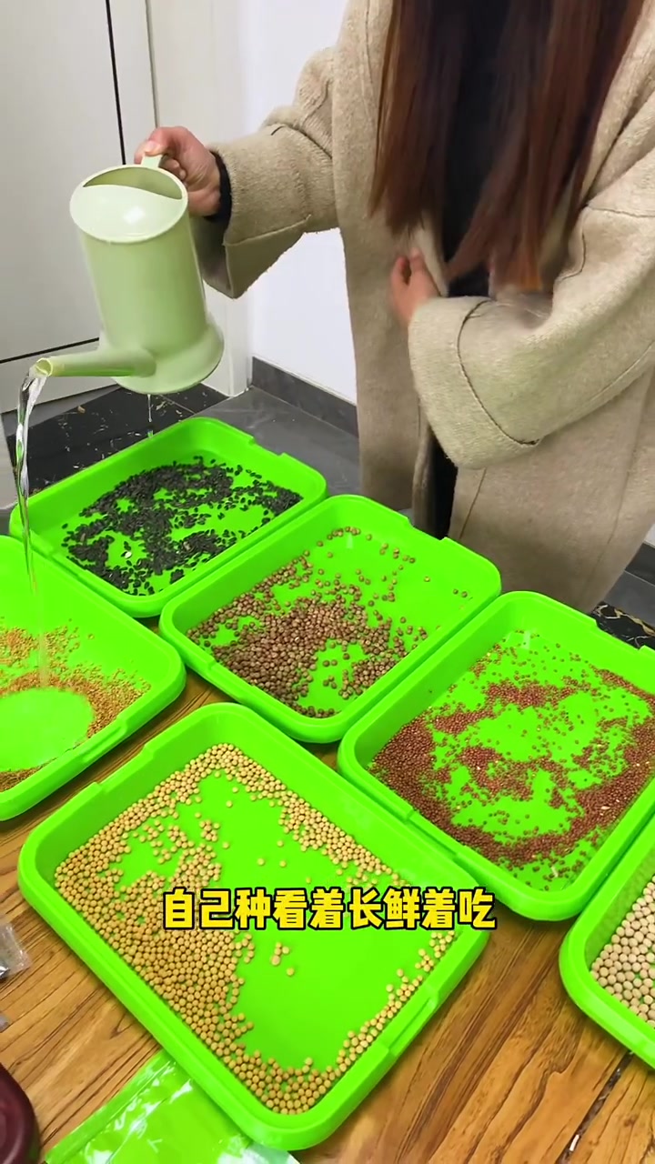 大早上不用去市场买菜了,家里种点芽苗菜每天都有新鲜蔬菜吃