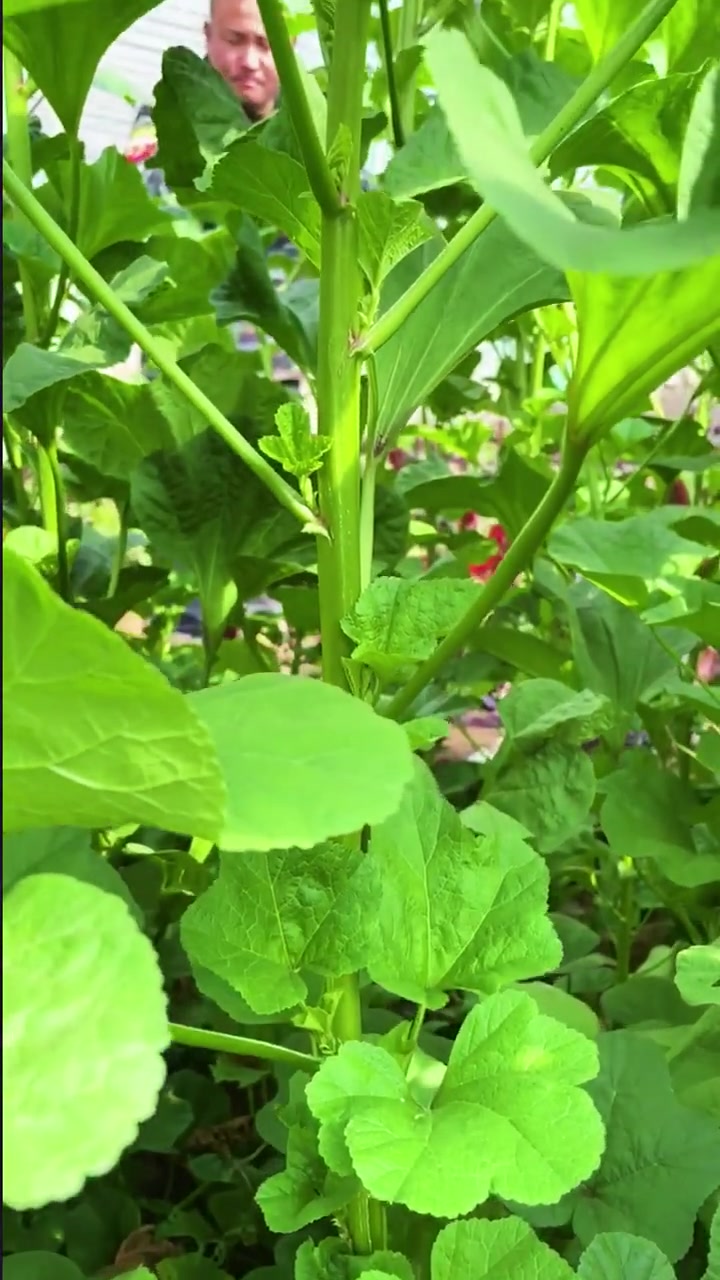 冬奎又叫做冬寒菜,钙的含量是牛奶的3倍,鸡蛋的6倍