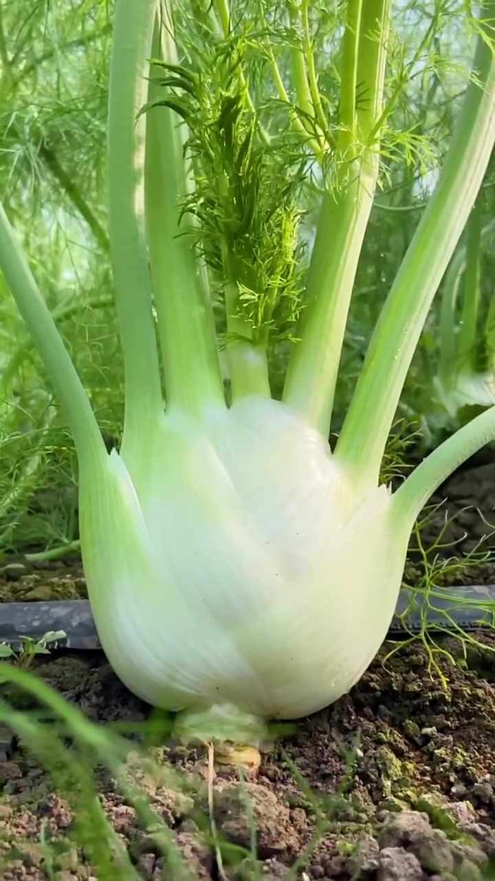 茴香馅儿饺子