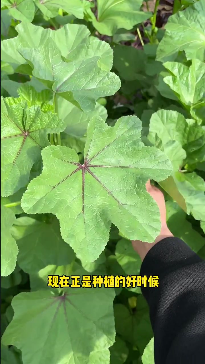 糯米冬寒菜又名冬奎