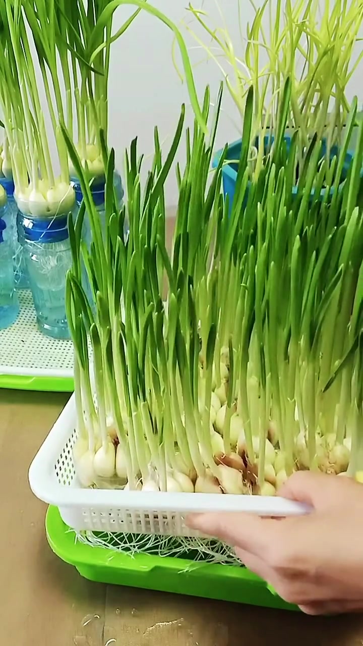 蔬菜月份表格您记好